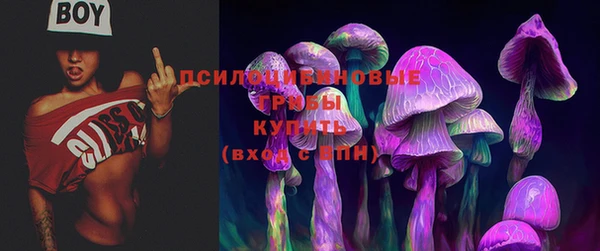крисы Абаза